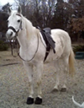 Boa Horse Boot™ (Sold in Pairs) - Image 2
