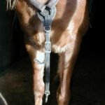 Western Breastcollar