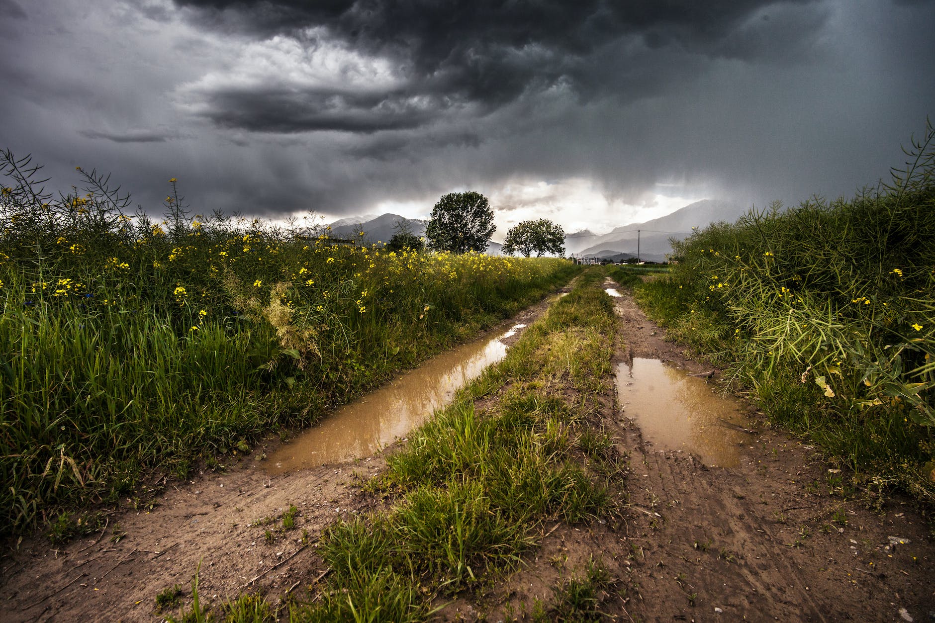 country lane field meadow puddles
